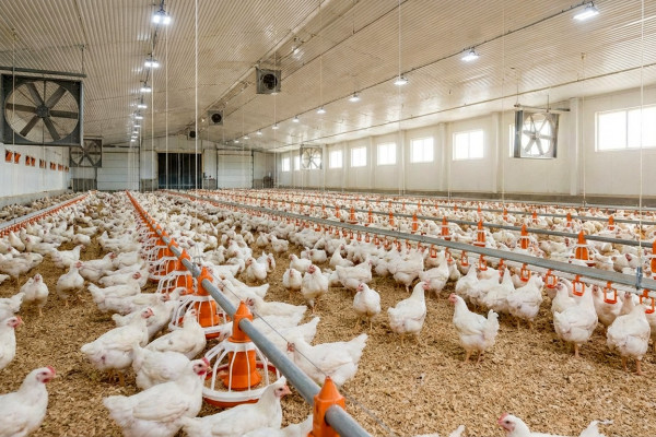 Продаж птахівничого комплексу повного циклу в Миколаївській області