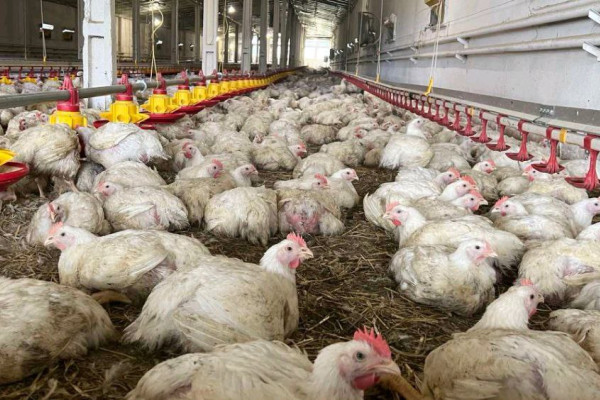 Operating Poultry Farm in Lviv Region for Sale