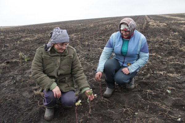 Мрия Агрохолдинг инвестирует в пилотный сельскохозяйственный кооператив «Файна Поляна»