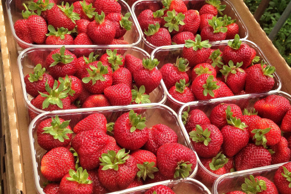 Greenhouse complex for growing strawberries, blueberries and honeysuckle