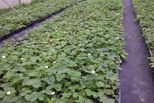 Greenhouse complex for growing strawberries, blueberries and honeysuckle