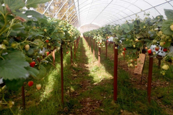 Greenhouse complex for growing strawberries, blueberries and honeysuckle