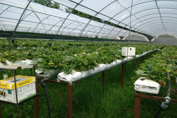 Greenhouse complex for growing strawberries, blueberries and honeysuckle