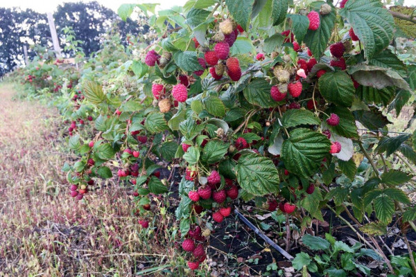 Organic Berry Farm, 100km South from Kyiv