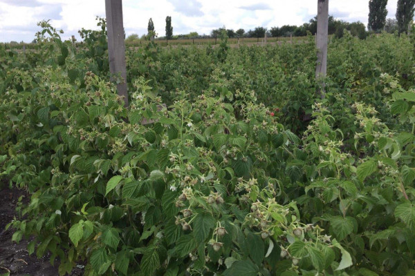 Organic Berry Farm, 100km South from Kyiv