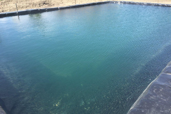 Organic Berry Farm, 100km South from Kyiv