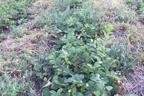 Organic Berry Farm, 100km South from Kyiv