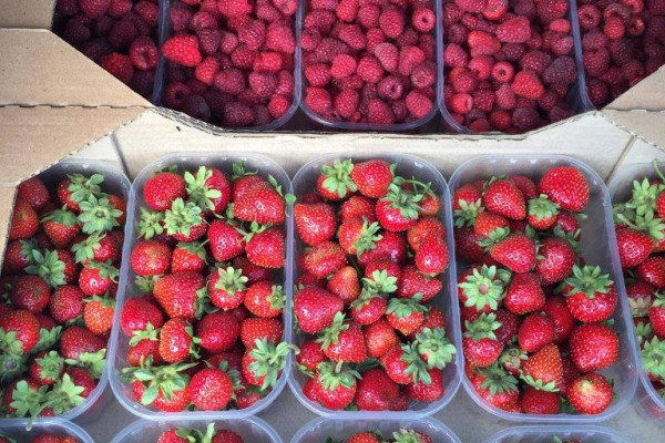 Organic Berry Farm, 100km South from Kyiv