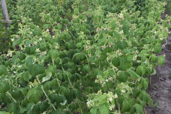 Organic Berry Farm, 100km South from Kyiv