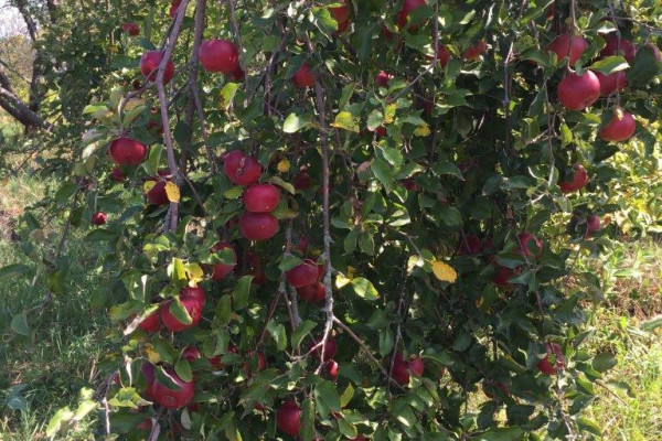 Organic Berry Farm, 100km South from Kyiv