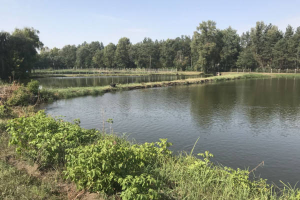 Выращивание и продажа товарной рыбы (карп, толстолоб, белый амур)