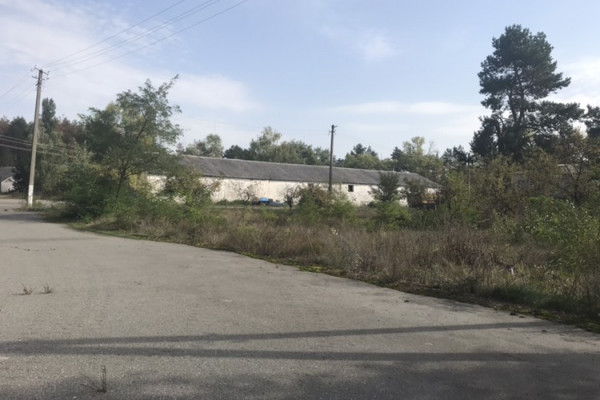 Выращивание и продажа товарной рыбы (карп, толстолоб, белый амур)