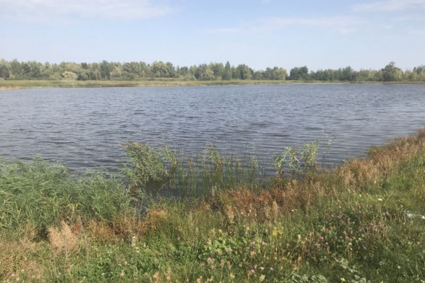 Выращивание и продажа товарной рыбы (карп, толстолоб, белый амур)