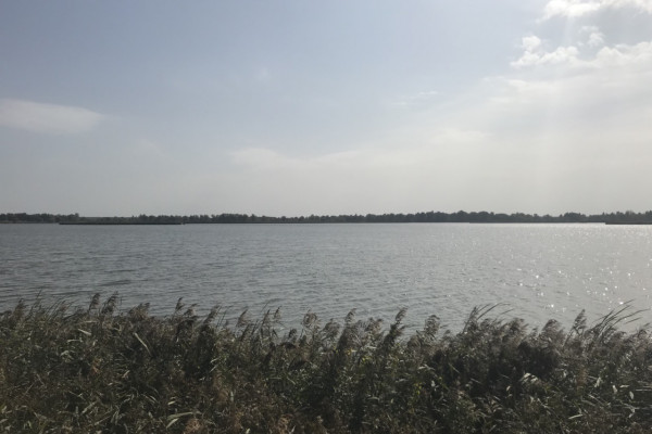 Выращивание и продажа товарной рыбы (карп, толстолоб, белый амур)