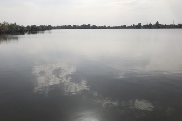 Выращивание и продажа товарной рыбы (карп, толстолоб, белый амур)