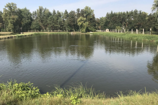 Выращивание и продажа товарной рыбы (карп, толстолоб, белый амур)