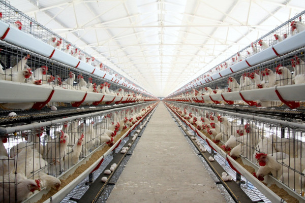 Продажа птицефабрики в Запорожской области