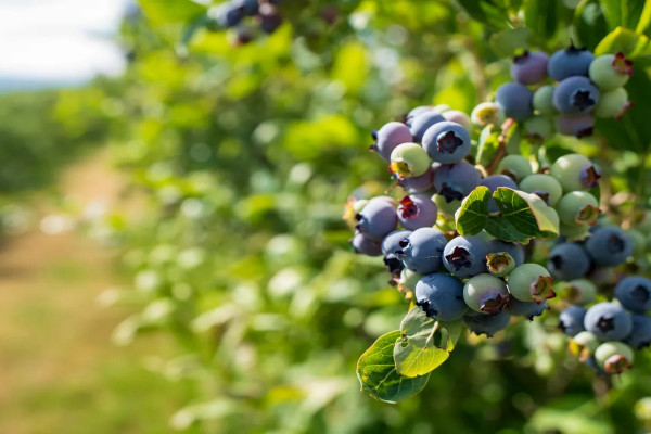 Продажа ягодного бизнеса по выращиванию голубики и клубники в Киевской области