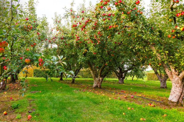 Купим старый сад или участок от 100 га под закладку сада в Винницкой области