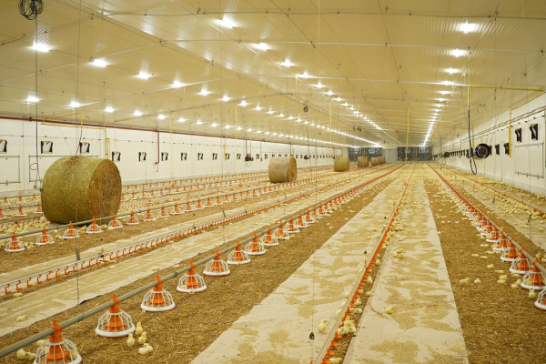 Avesterra Group Invests €15 Million in 20 New Poultry Houses in Volyn