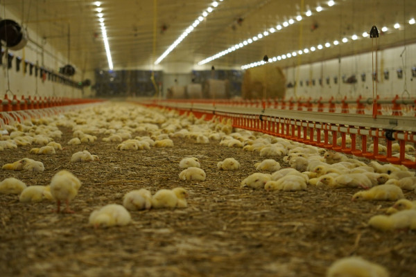 Avesterra Group Invests €15 Million in 20 New Poultry Houses in Volyn