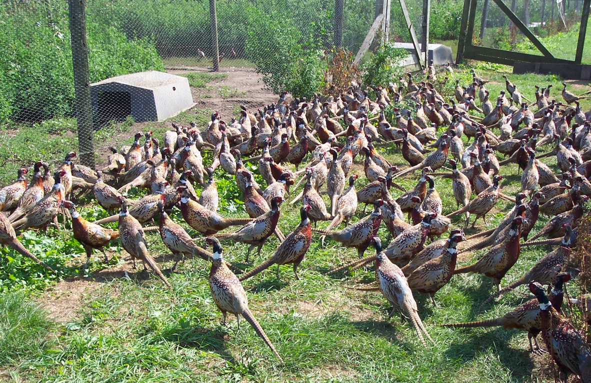 Комплекс по разведению и выращиванию фазанов