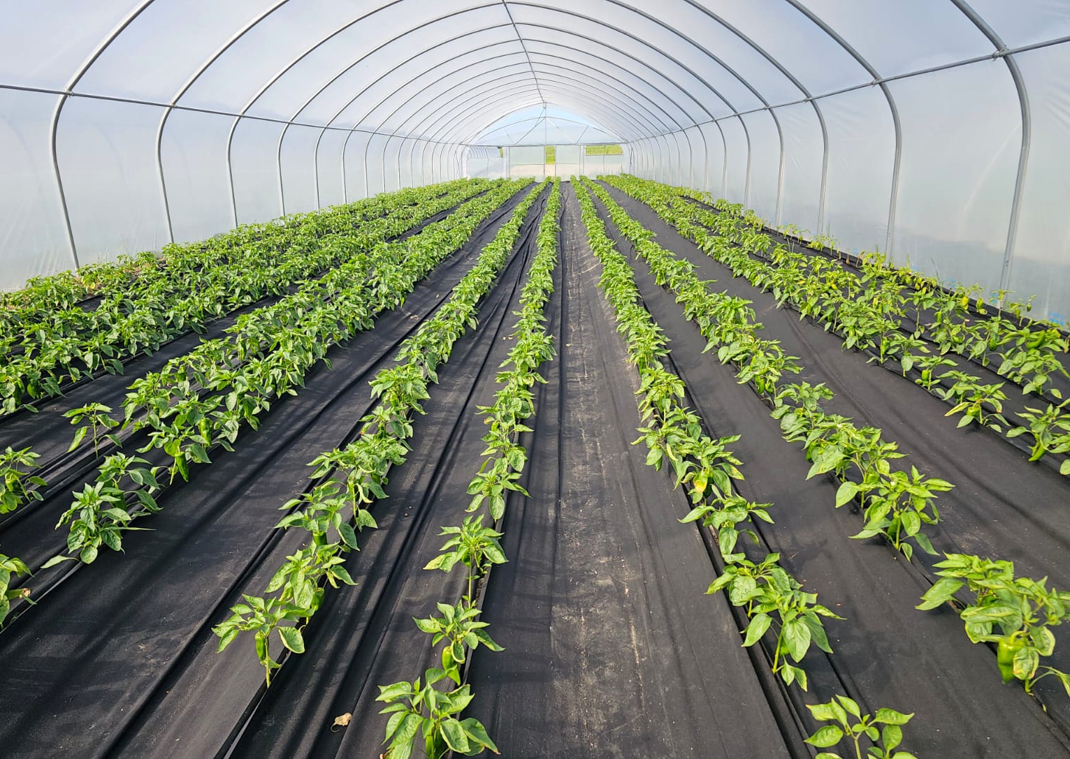 Продажа тепличного комплекса из 32 теплиц (16 000 м²) в Киевской области