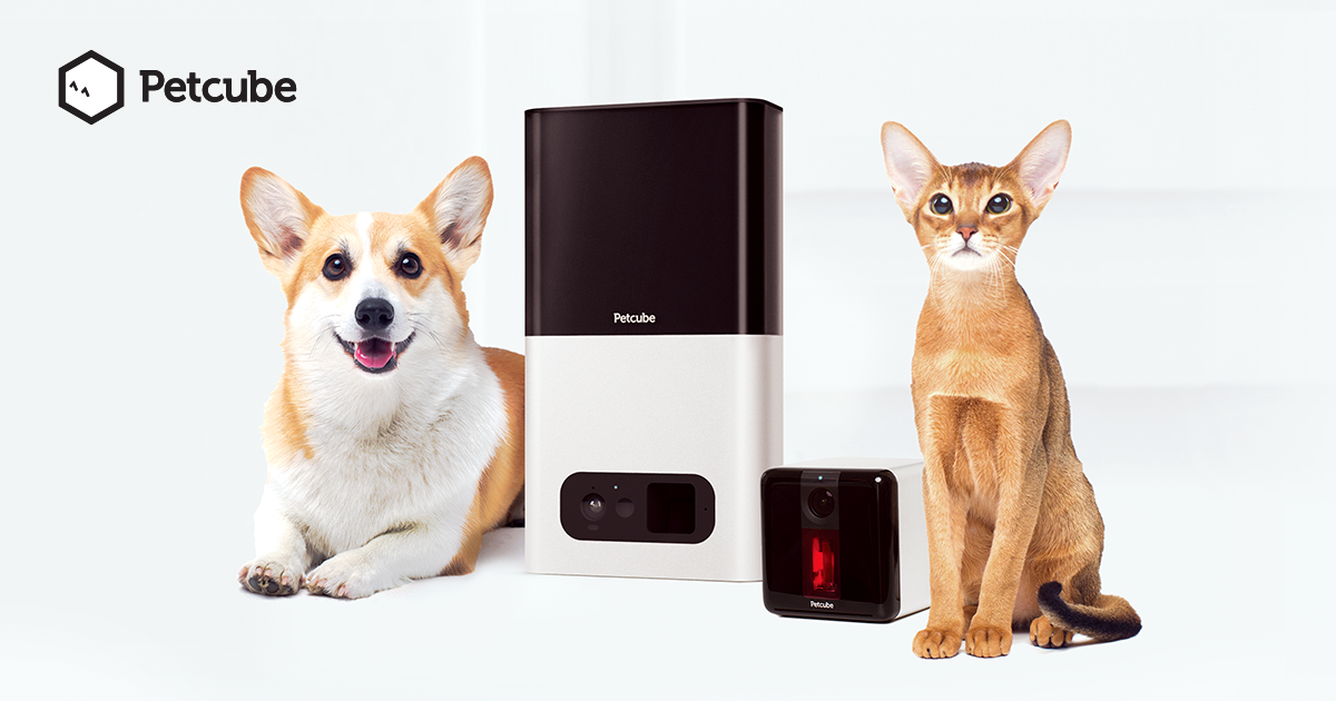 Petcube attracts additional USD 10mln of investment