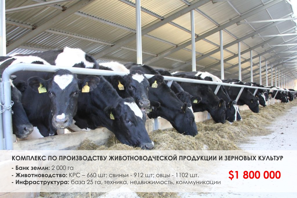 Обзор рынка животноводства в Украине