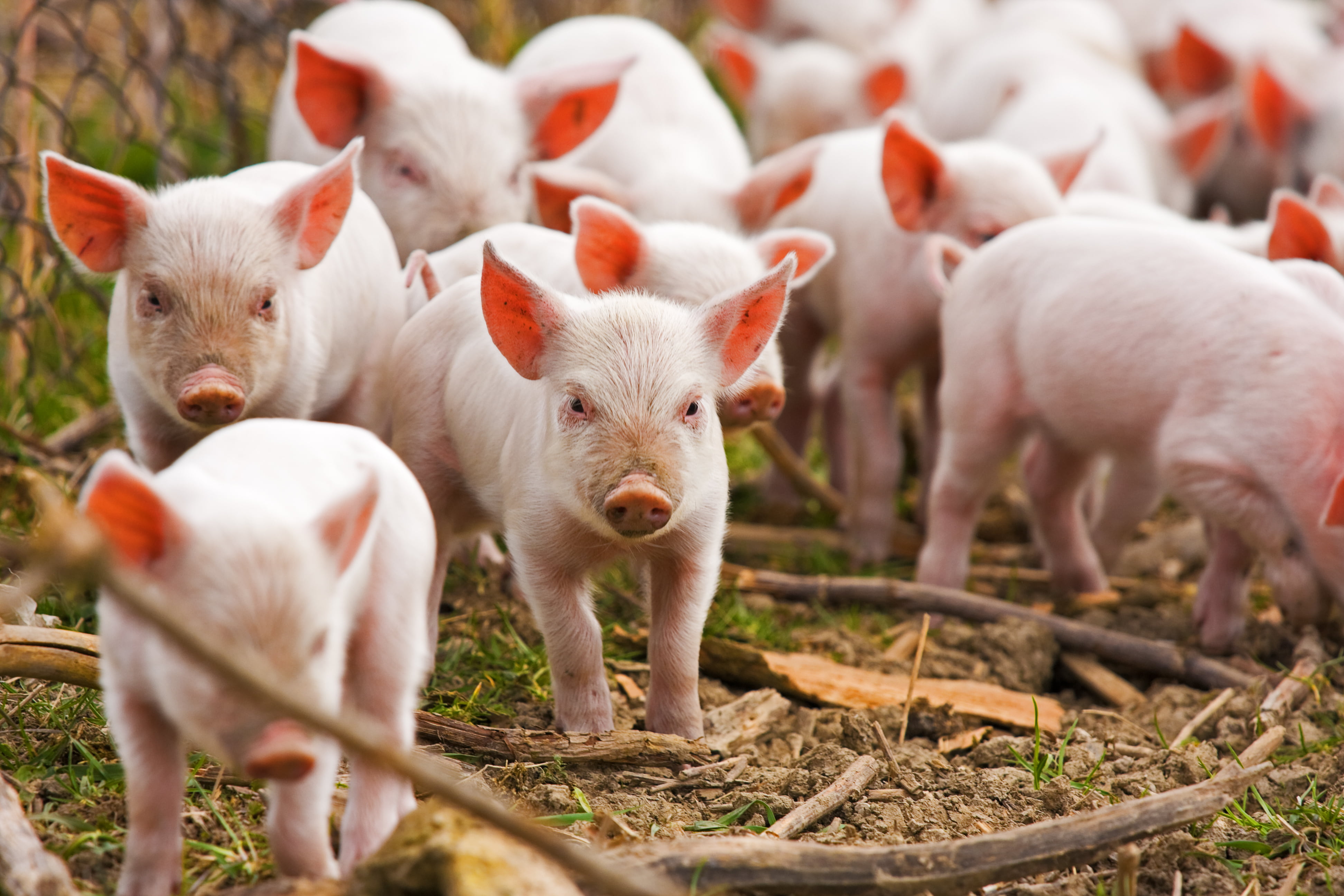 Степная свинья. Животноводство. Сельское хозяйство животноводство. Сельское хозяйство свиноводство. Сельскохозяйственные животные.