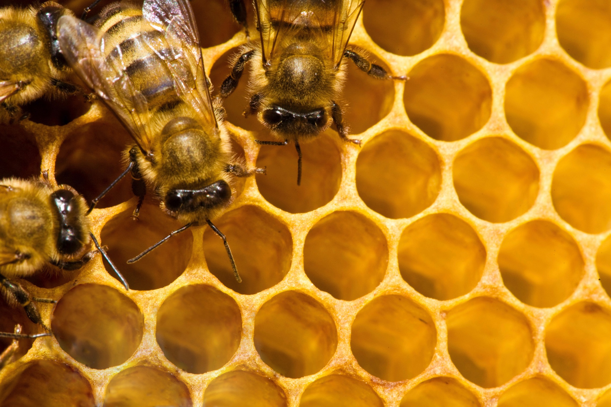 Honey-production-2022